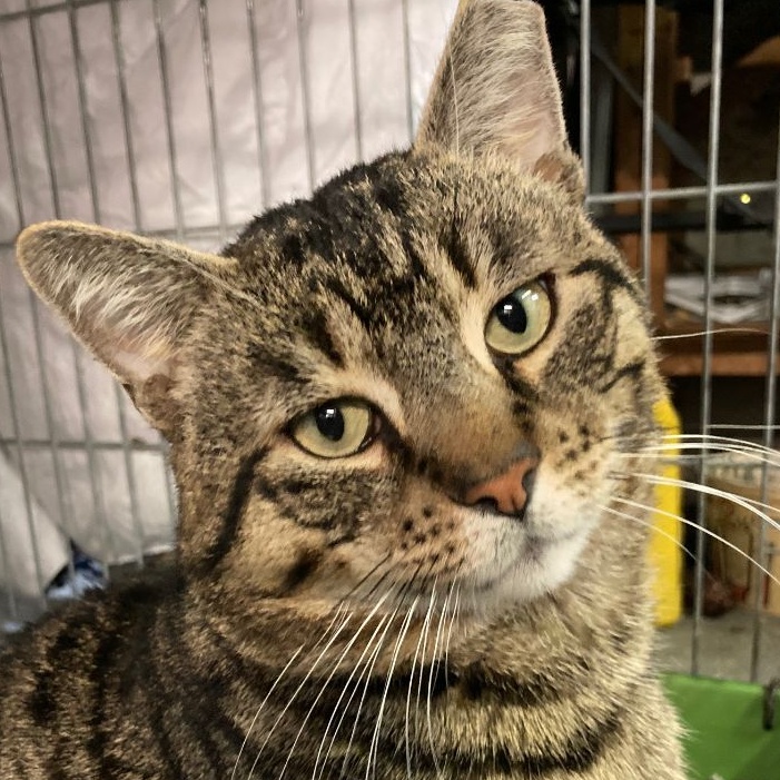Enlarge Bronny, a Adoptable Domestic Short Hair in New York, NY image 4/5