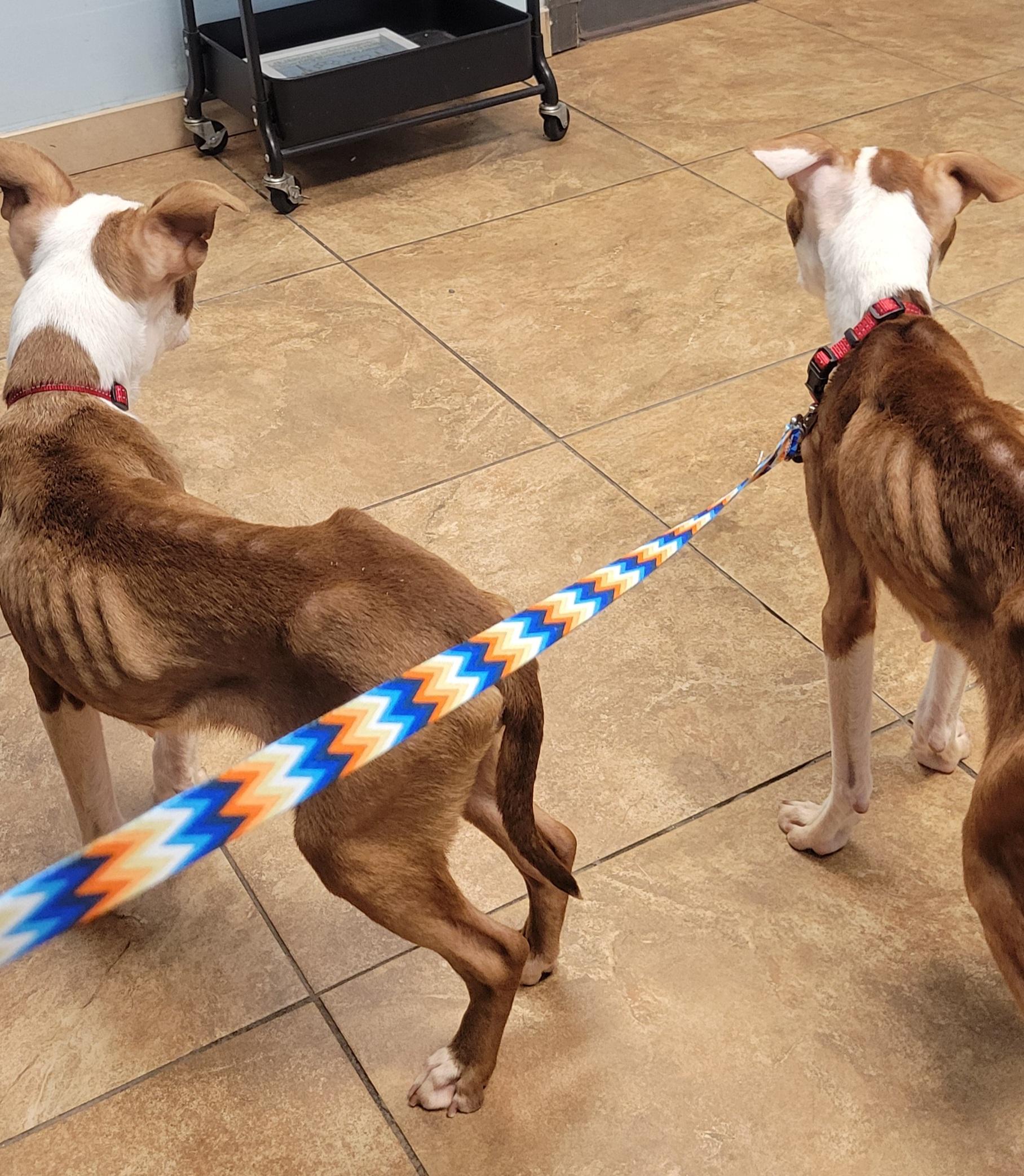 Enlarge Laverne, a Adoptable mixed breed in Milford, MI image 3/3