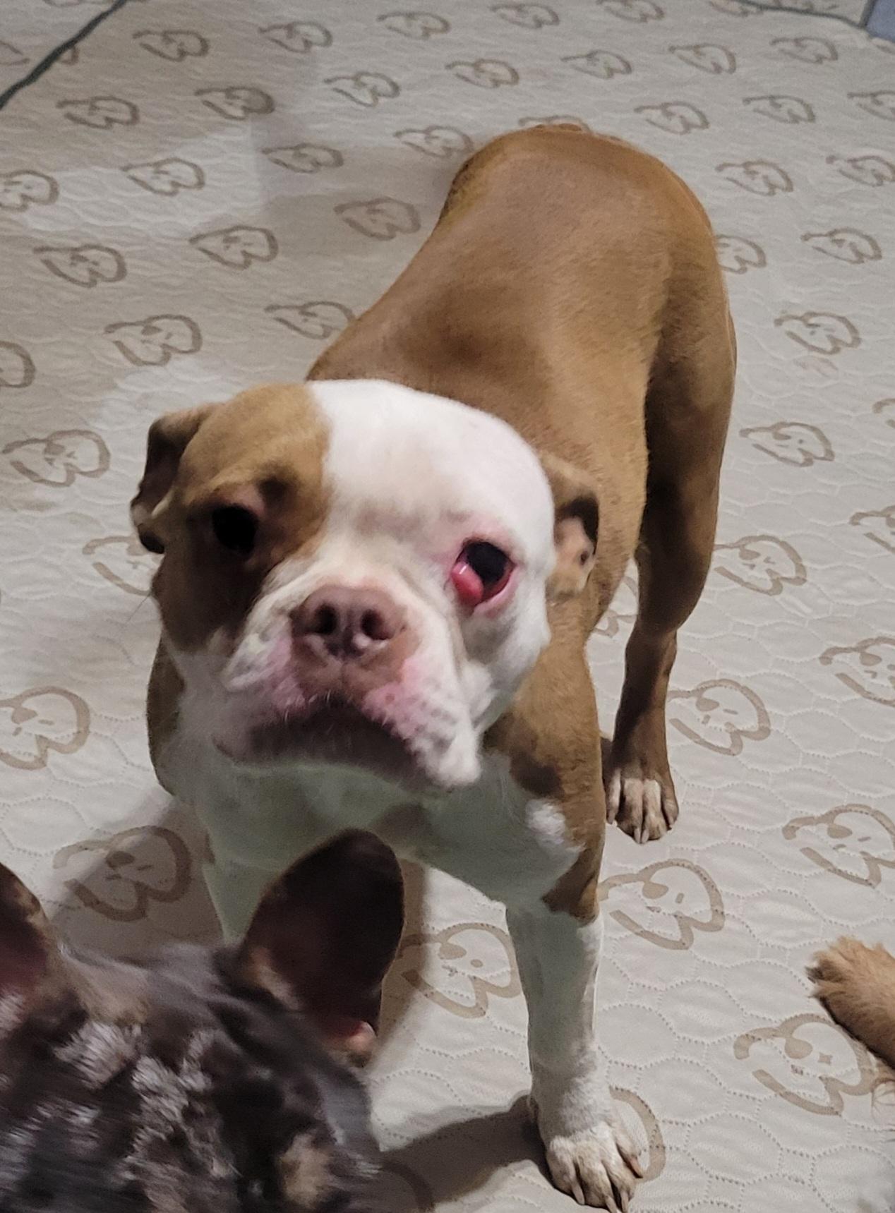 Enlarge Laverne, a Adoptable mixed breed in Milford, MI image 2/3