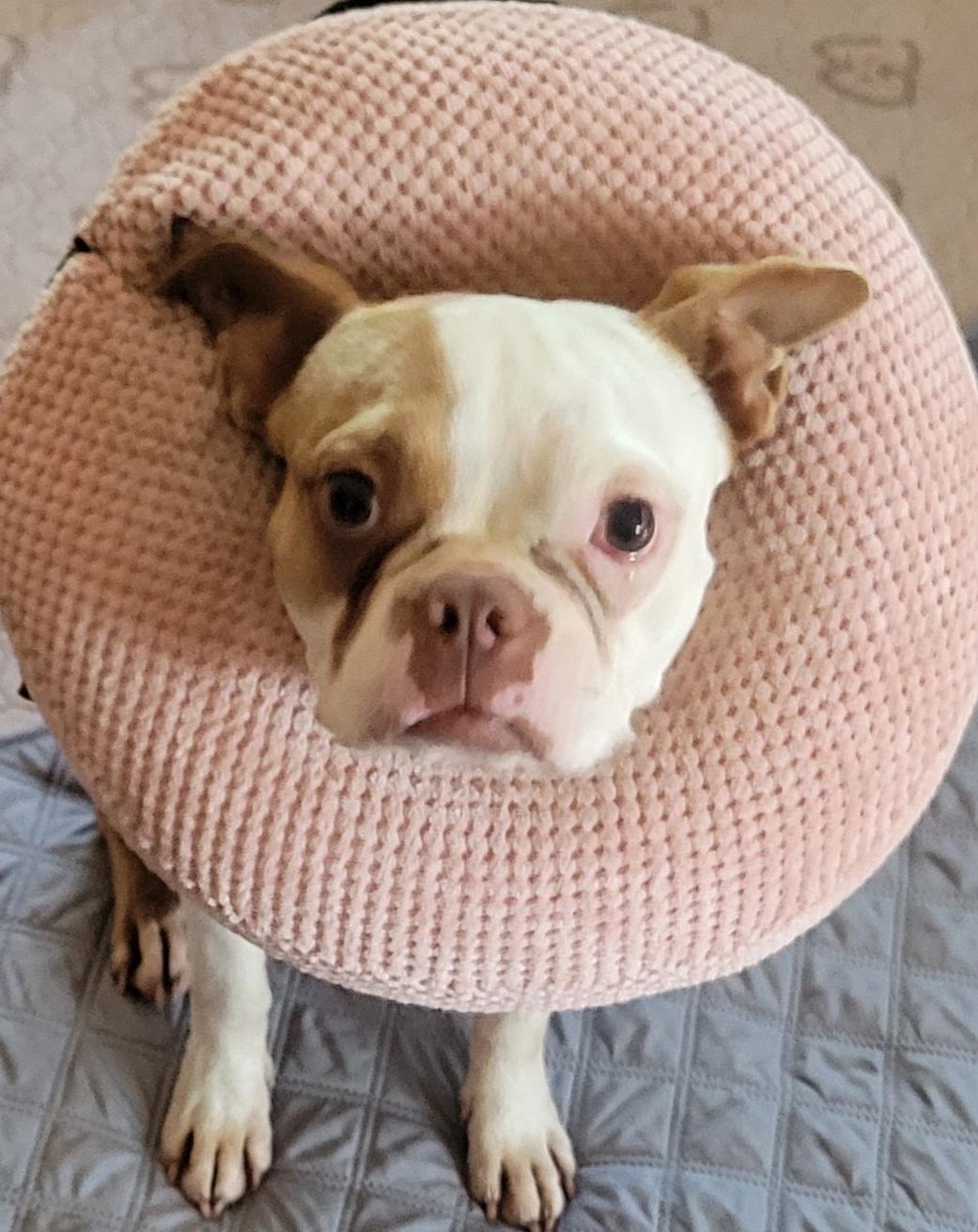 Laverne, Adoptable, Adult Female Boston Terrier.