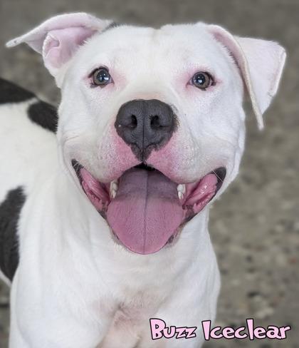 Buzz Iceclear, Adoptable, Adult Male Pit Bull Terrier & Mixed Breed.