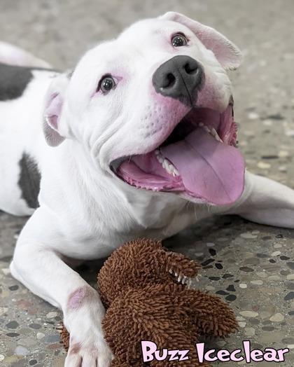 Enlarge Buzz Iceclear, a Adoptable mixed breed in Mason, MI image 2/3