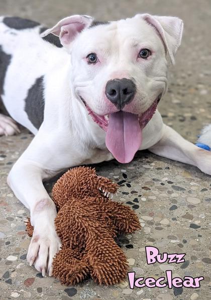 Enlarge Buzz Iceclear, a Adoptable mixed breed in Mason, MI image 3/3