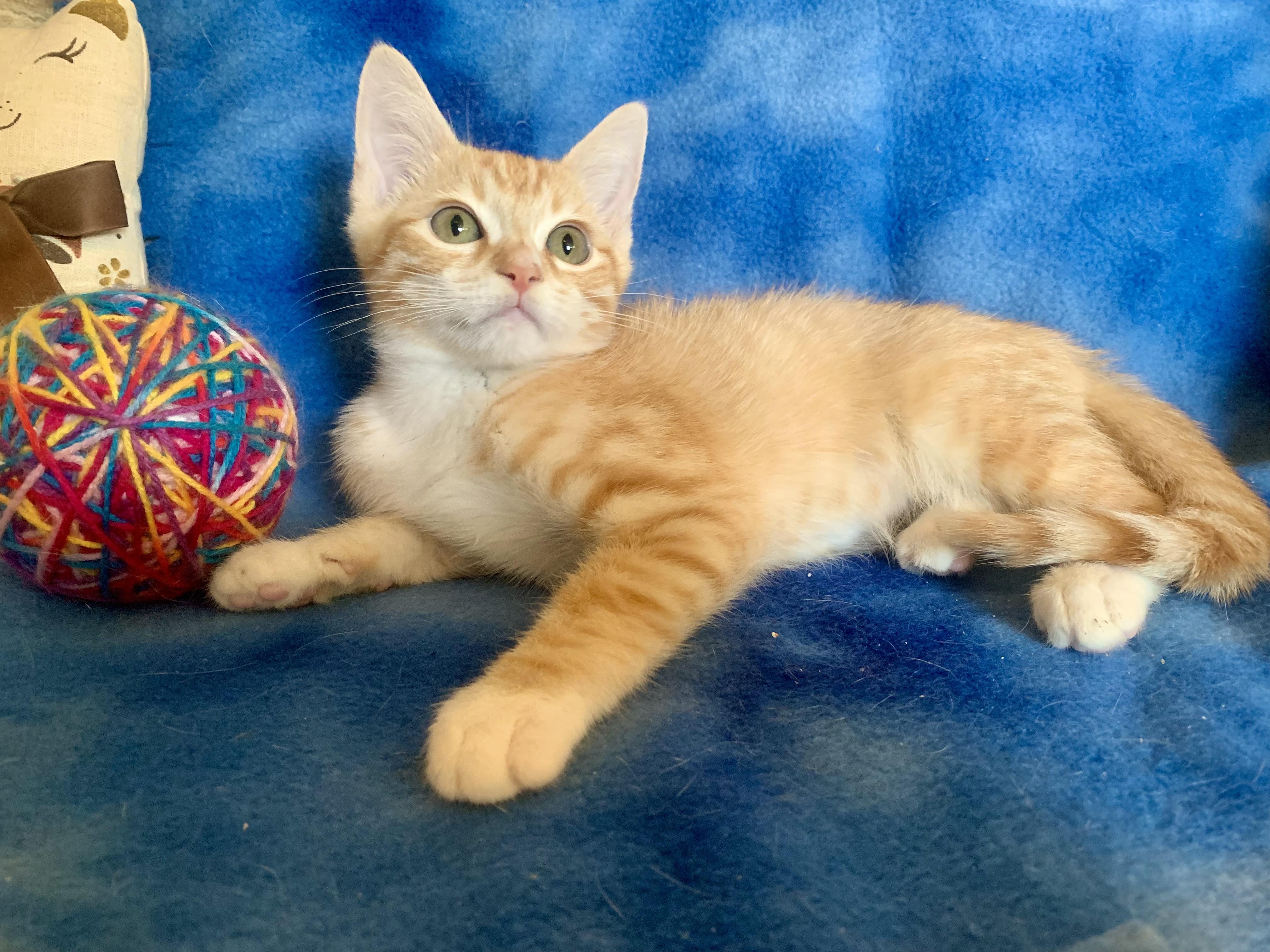 Enlarge Angelo, a ADOPTABLE mixed breed in San Jose, CA image 2/3