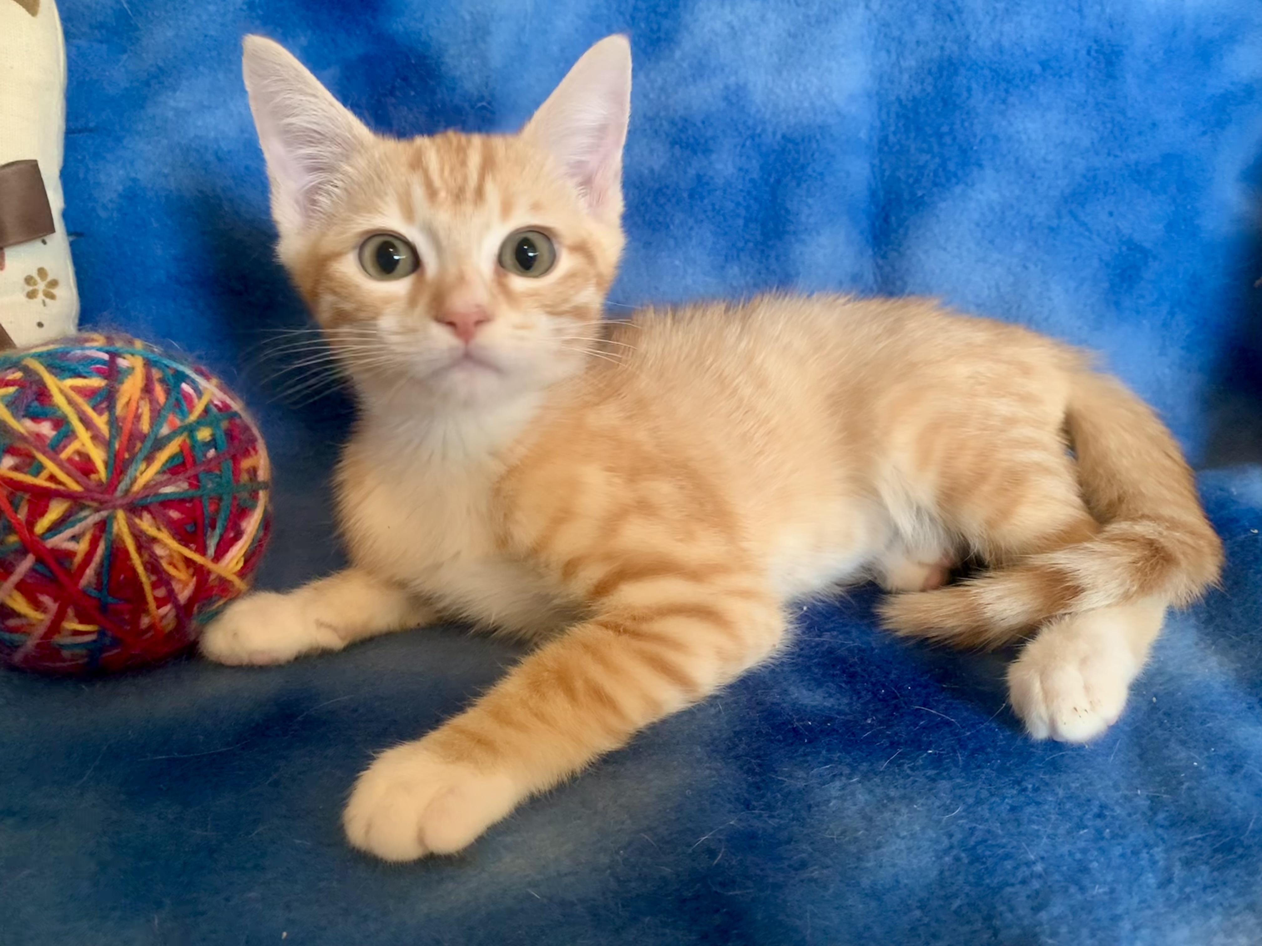 Enlarge Angelo, a ADOPTABLE mixed breed in San Jose, CA image 1/3