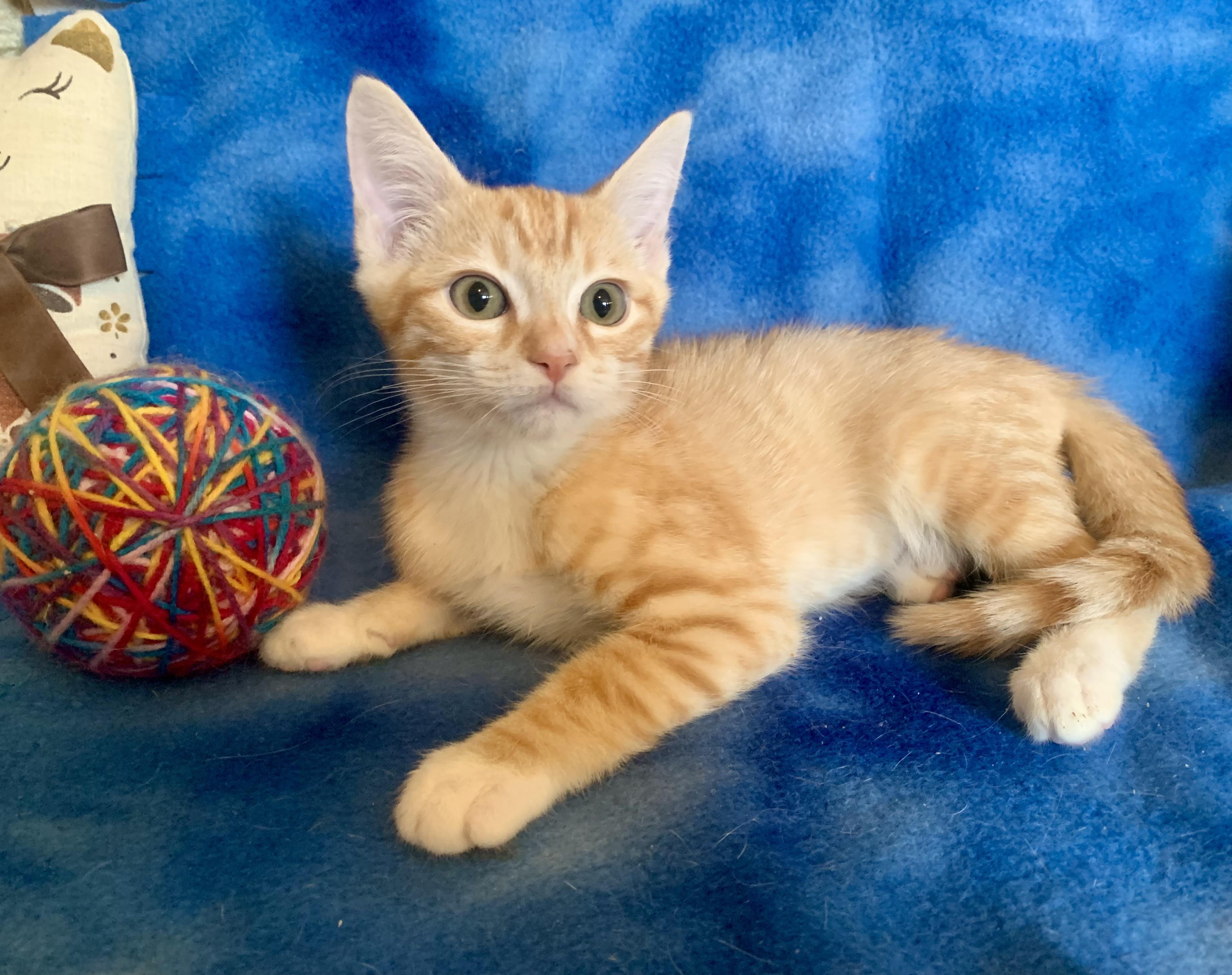 Enlarge Angelo, a ADOPTABLE mixed breed in San Jose, CA image 3/3