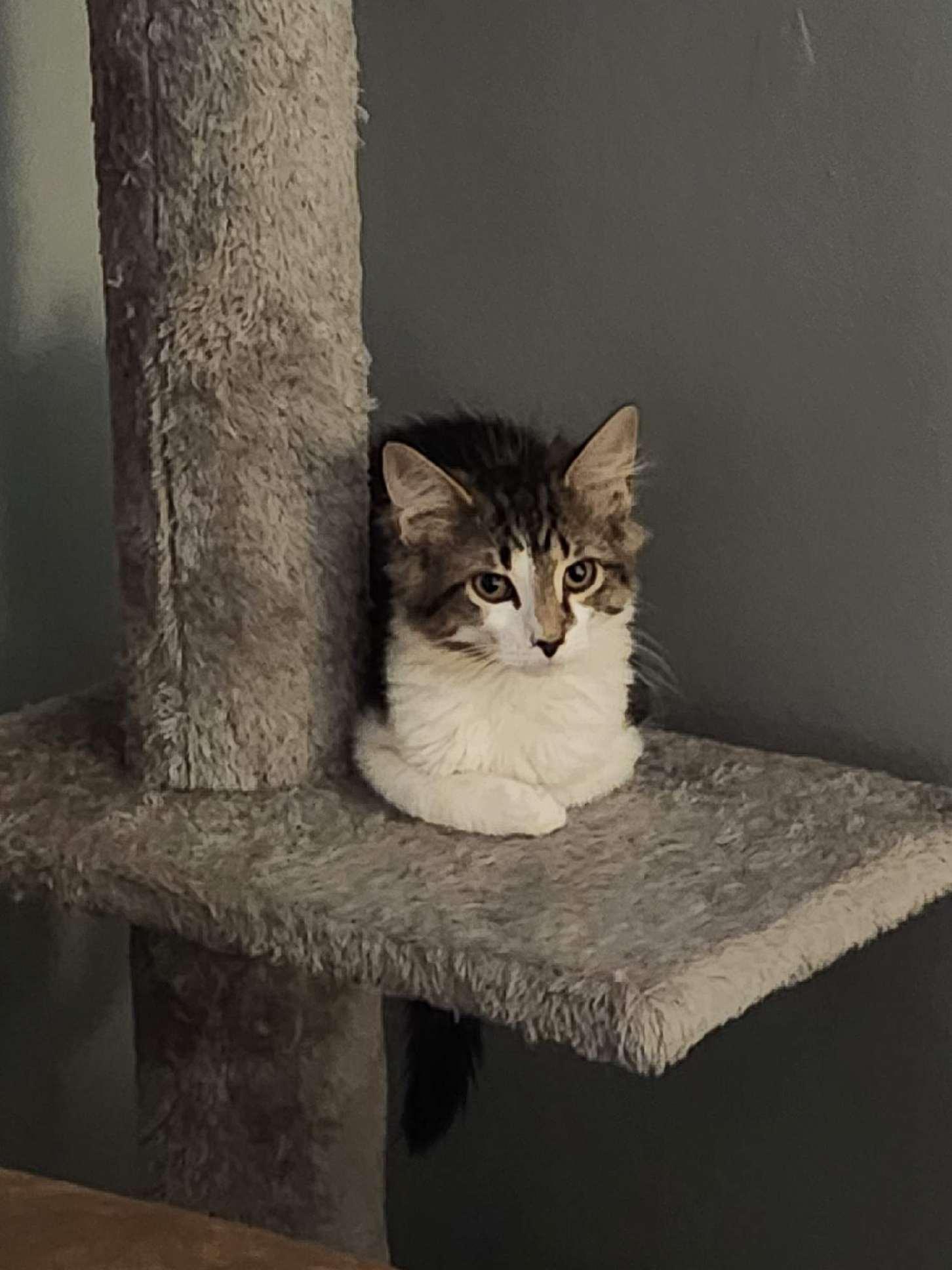 Croissant, adopted, Kitten Female American Shorthair.