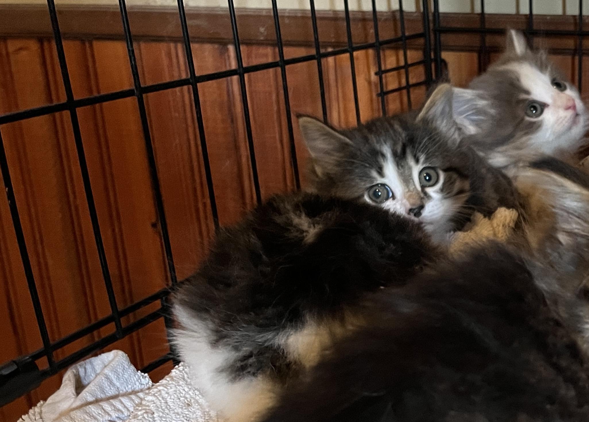 Croissant, an adopted mixed breed in Ashland, OH image 2/2