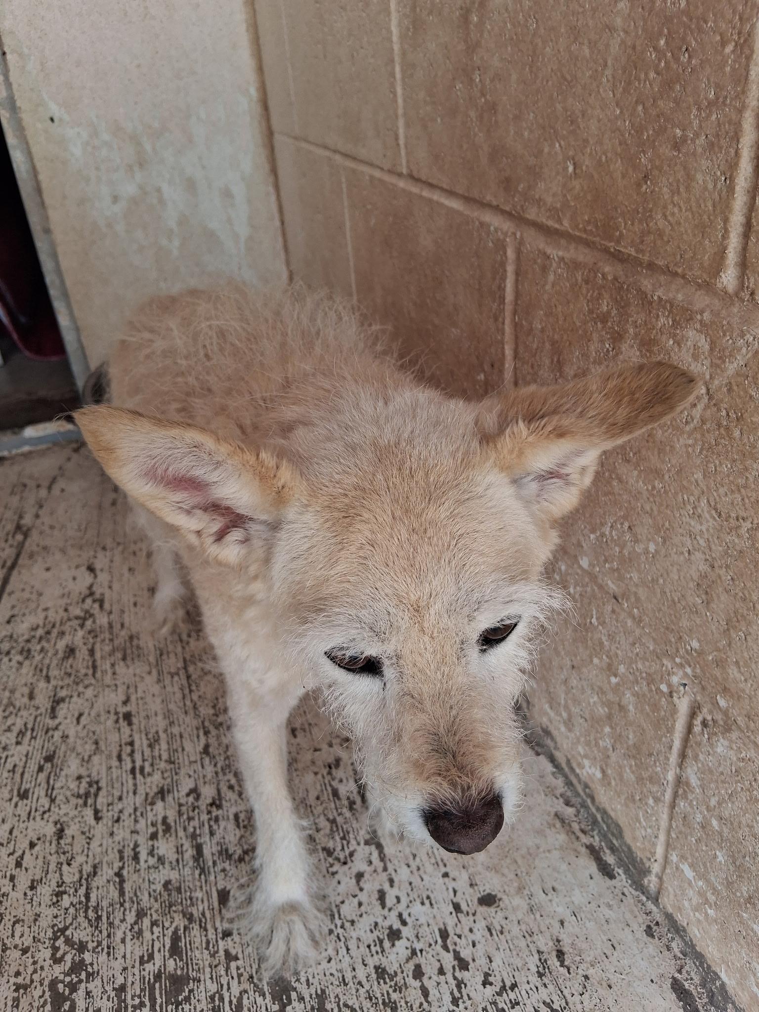 Nanna, a ADOPTABLE mixed breed in Deming, NM image 2/2
