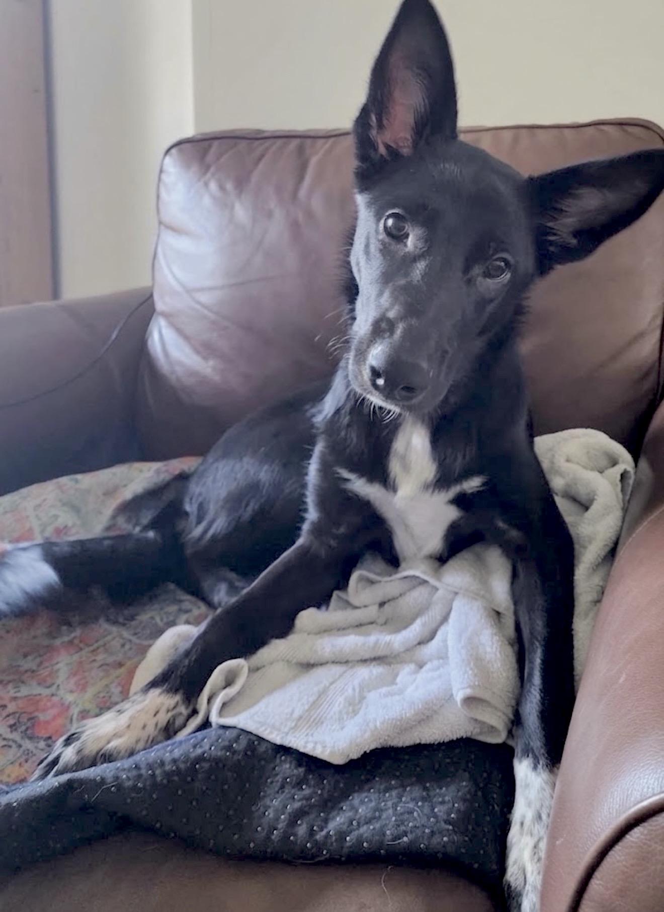 Enlarge Shelby, a Adoptable mixed breed in Elkton, MD image 3/6