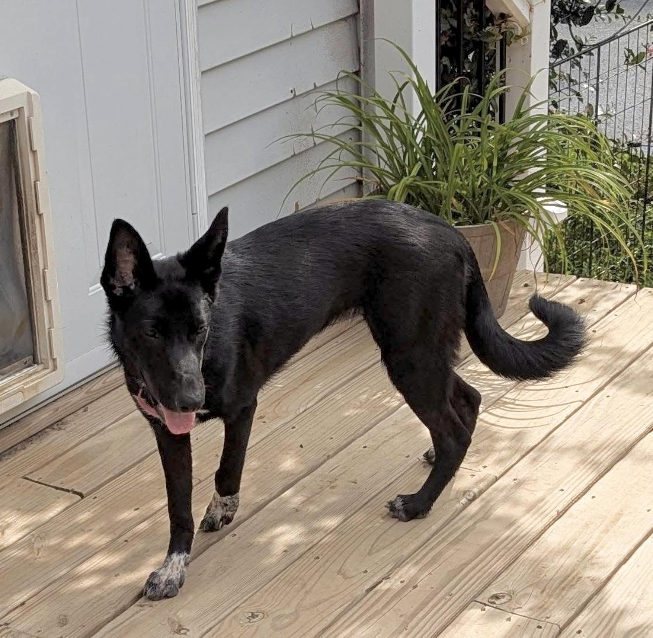 Enlarge Shelby, a Adoptable mixed breed in Elkton, MD image 5/6
