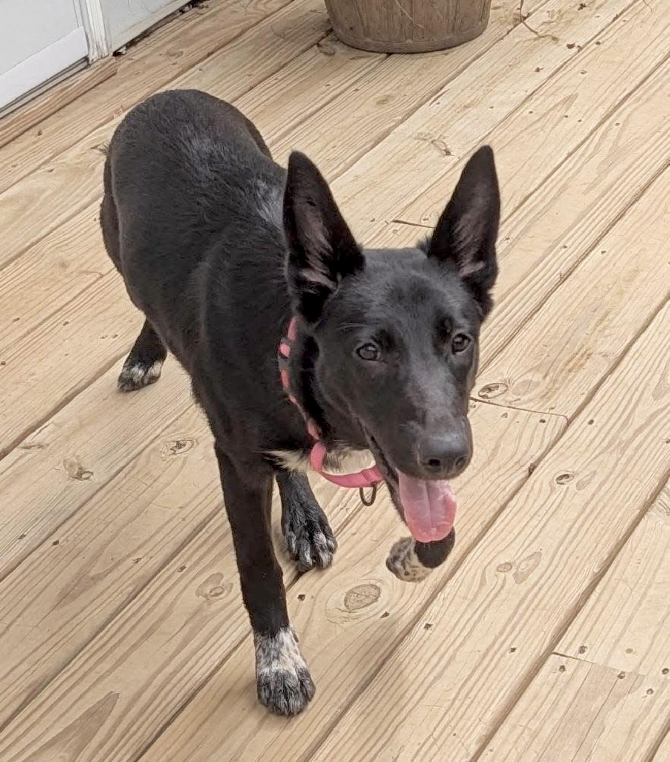 Enlarge Shelby, a Adoptable mixed breed in Elkton, MD image 6/6