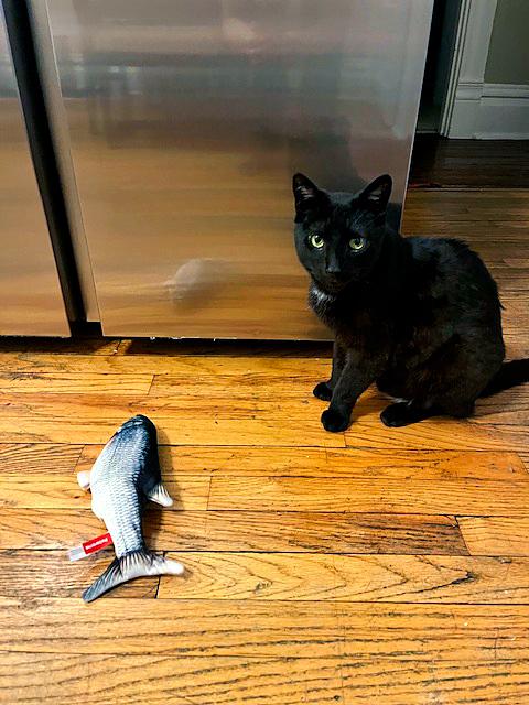 Enlarge Cinder, a Adoptable Domestic Short Hair in Pittsburgh, PA image 1/4