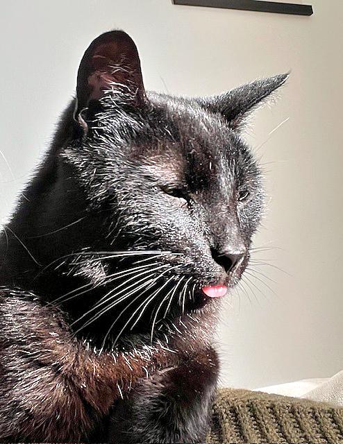 Enlarge Cinder, a Adoptable Domestic Short Hair in Pittsburgh, PA image 2/4