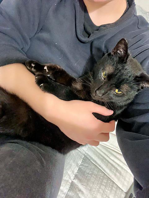 Cinder, a Adoptable Domestic Short Hair in Pittsburgh, PA image 5/6