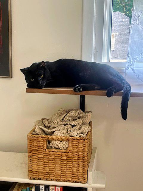 Cinder, a Adoptable Domestic Short Hair in Pittsburgh, PA image 6/6