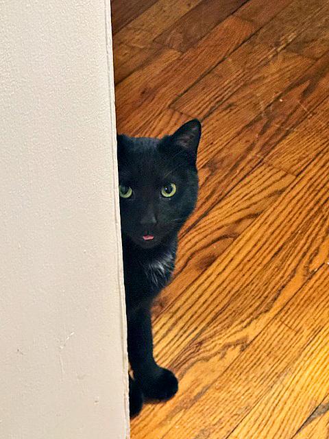 Enlarge Cinder, a Adoptable Domestic Short Hair in Pittsburgh, PA image 3/4