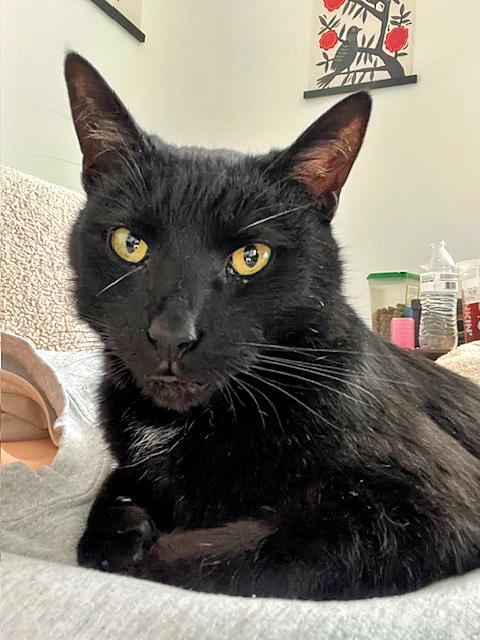 Enlarge Cinder, a Adoptable Domestic Short Hair in Pittsburgh, PA image 4/4