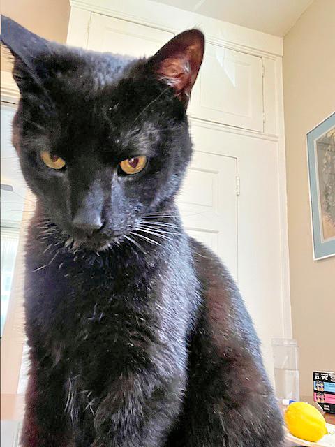 Cinder, a Adoptable Domestic Short Hair in Pittsburgh, PA image 1/6
