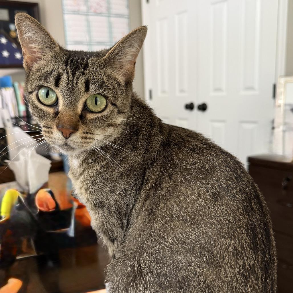 Holly, Adoptable, Young Female Domestic Short Hair.