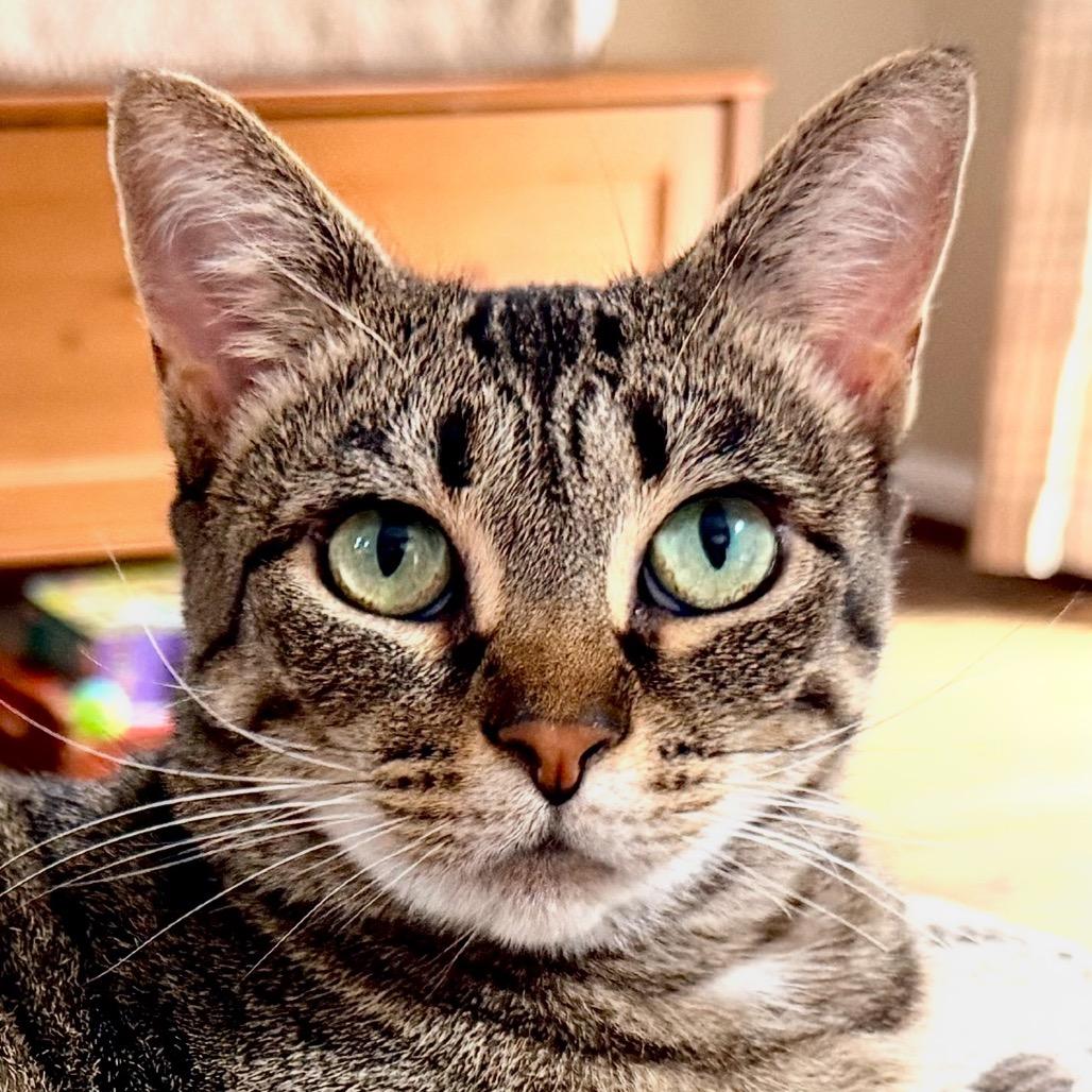 Holly, a Adoptable Domestic Short Hair in Potomac, MD image 2/6
