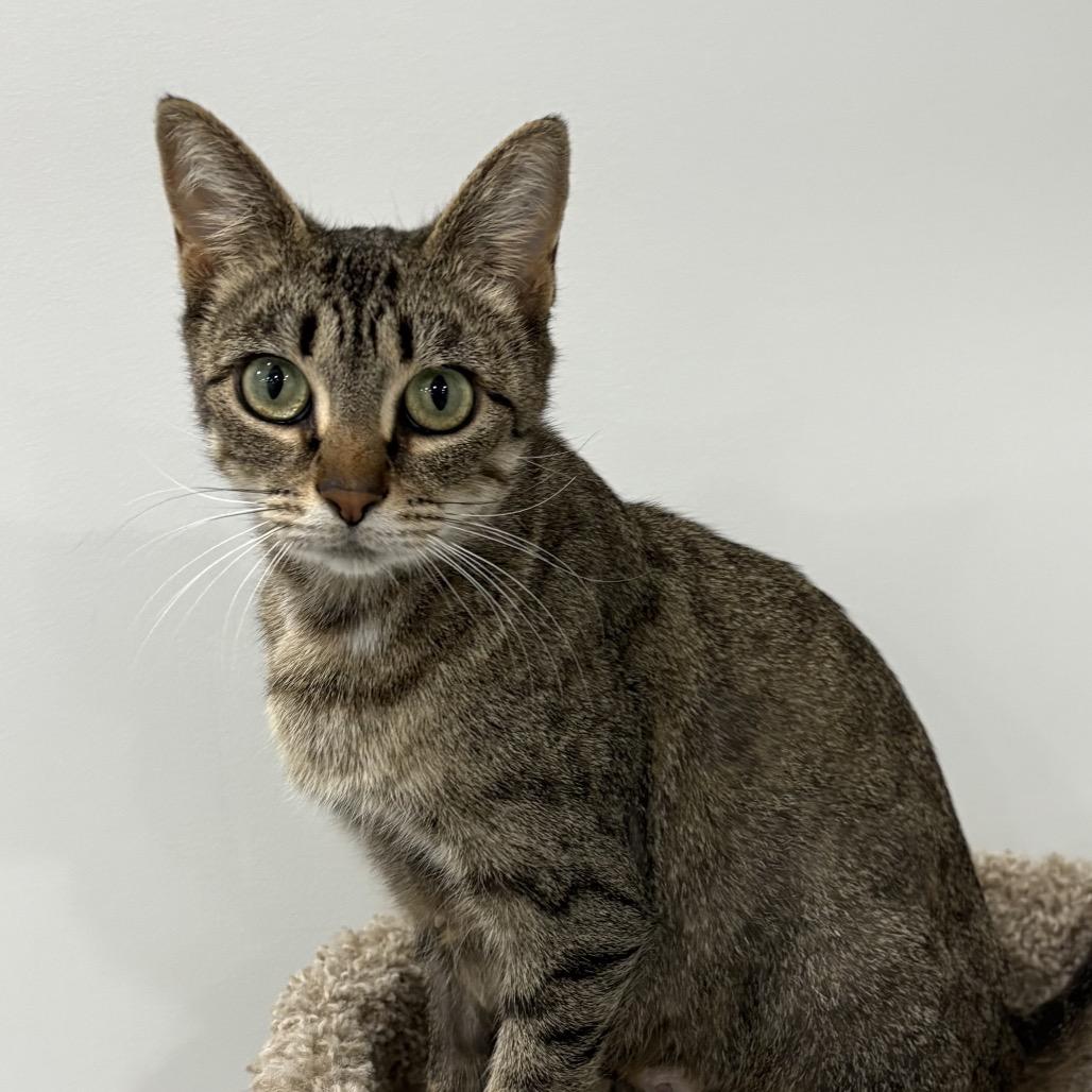 Holly, a Adoptable Domestic Short Hair in Potomac, MD image 2/6
