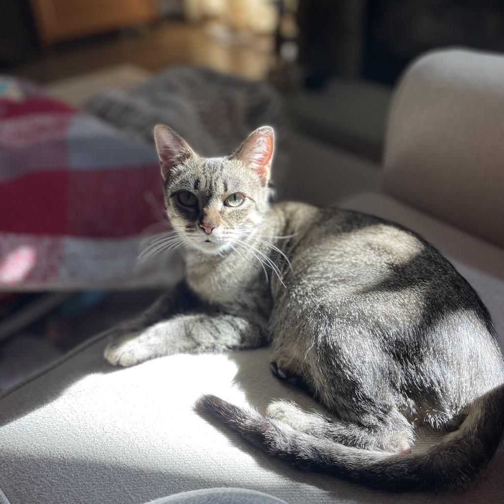 Holly, a Adoptable Domestic Short Hair in Potomac, MD image 3/6