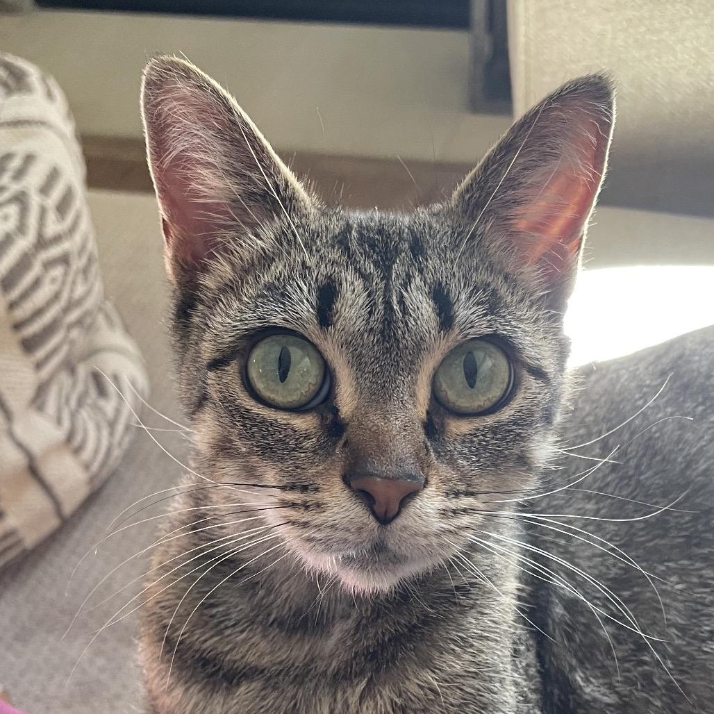 Holly, a Adoptable Domestic Short Hair in Potomac, MD image 4/6