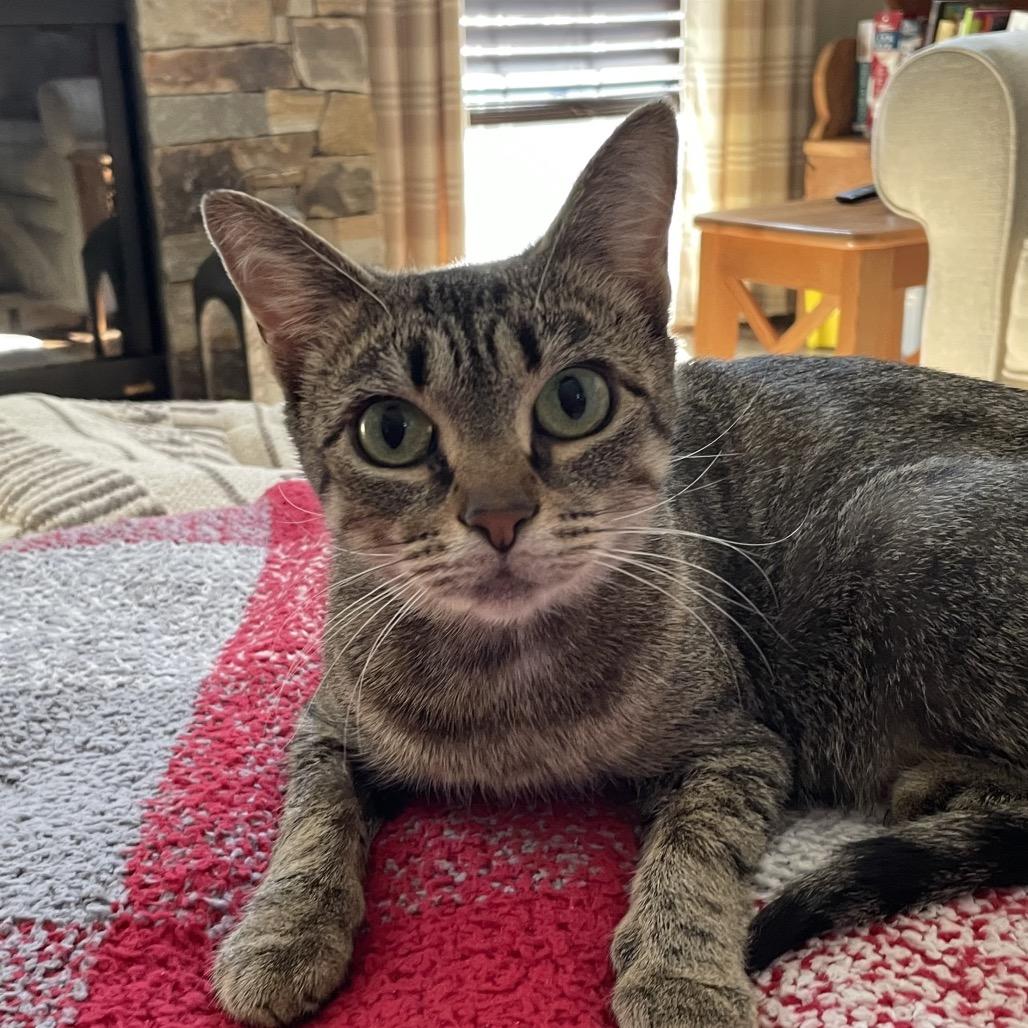 Holly, a Adoptable Domestic Short Hair in Potomac, MD image 5/6
