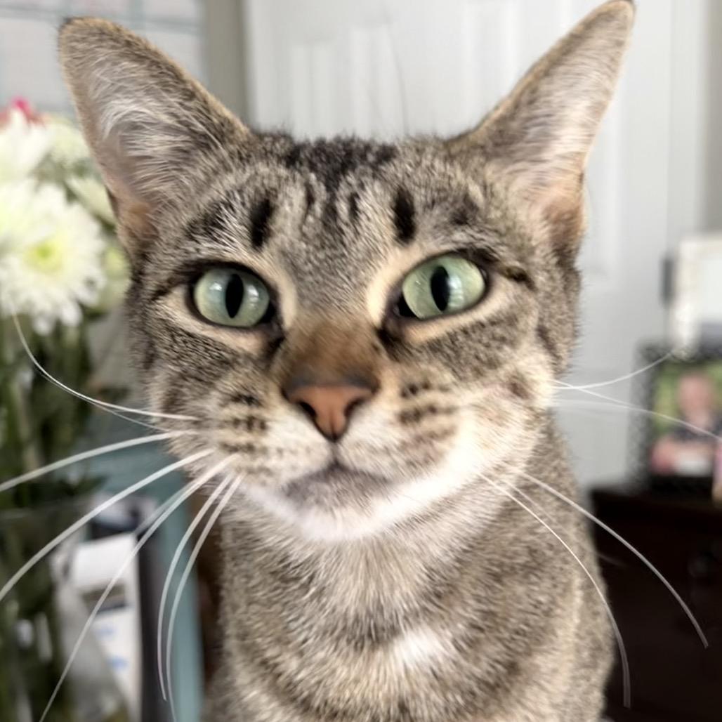 Holly, a Adoptable Domestic Short Hair in Potomac, MD image 6/6