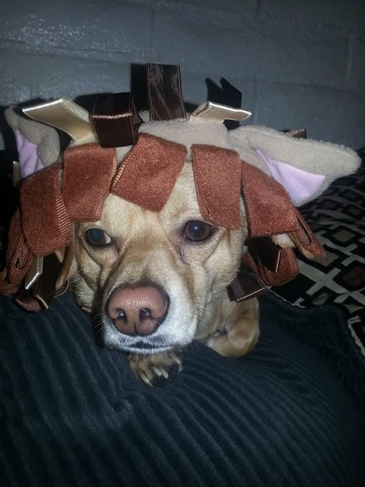 COURTESY POSTING DIDGET, Adoptable, Adult Female Chihuahua.