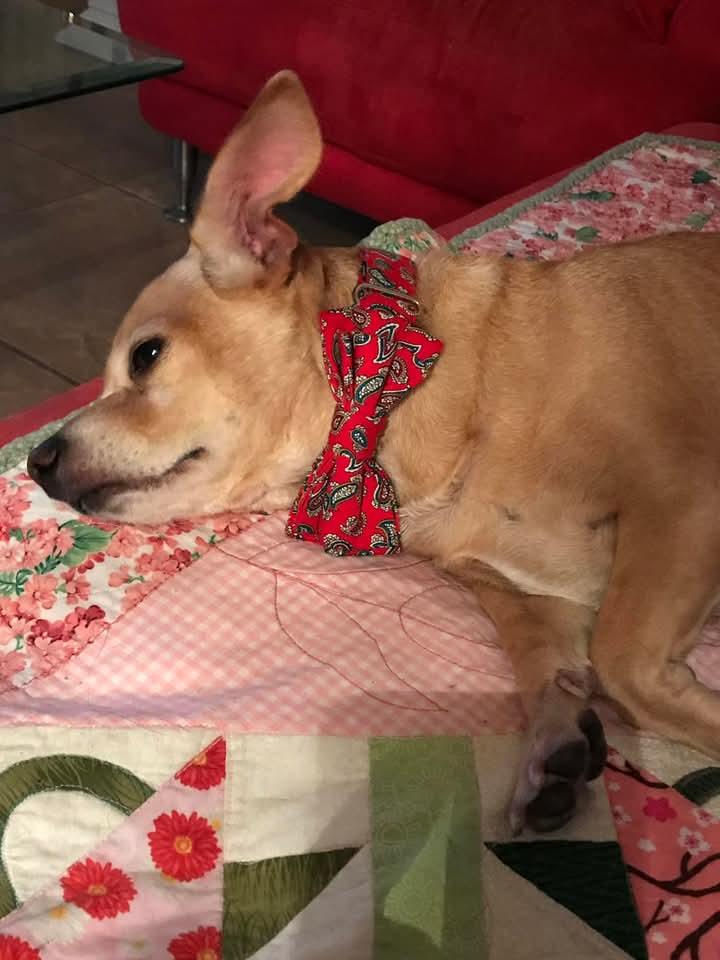 COURTESY POSTING DIDGET, a Adoptable Chihuahua in Tucson, AZ image 2/3