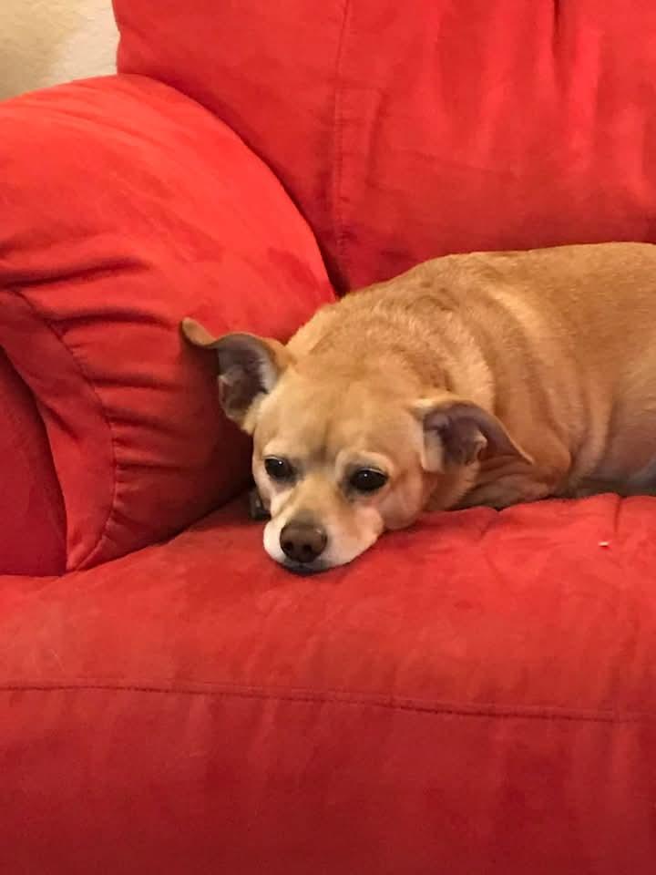 COURTESY POSTING DIDGET, a Adoptable Chihuahua in Tucson, AZ image 3/3