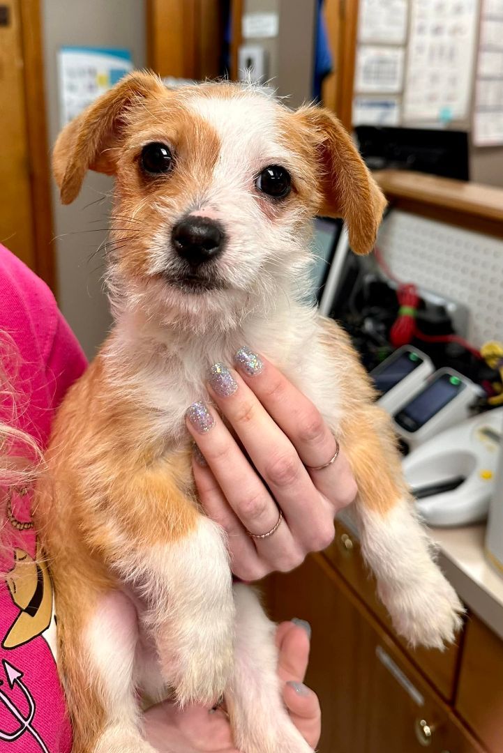 Fisher, an adopted Terrier Mix in Baton Rouge, LA_image-1