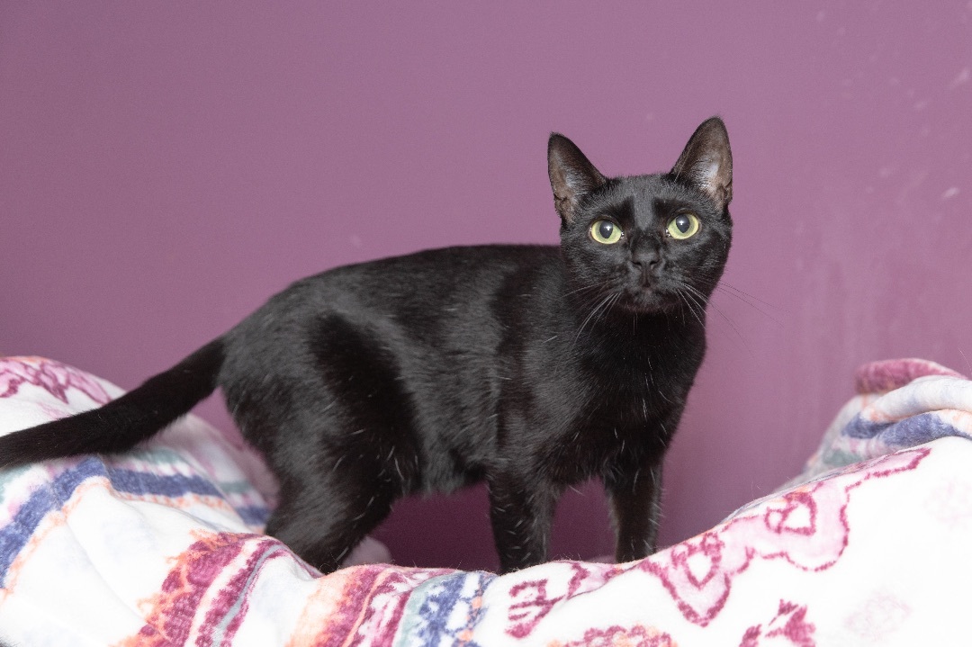 Bugs, Adoptable, Adult Female Bombay.