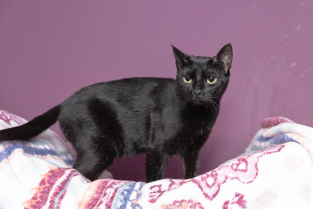 Enlarge Bugs, a Adoptable Bombay in Chicago, IL image 2/8