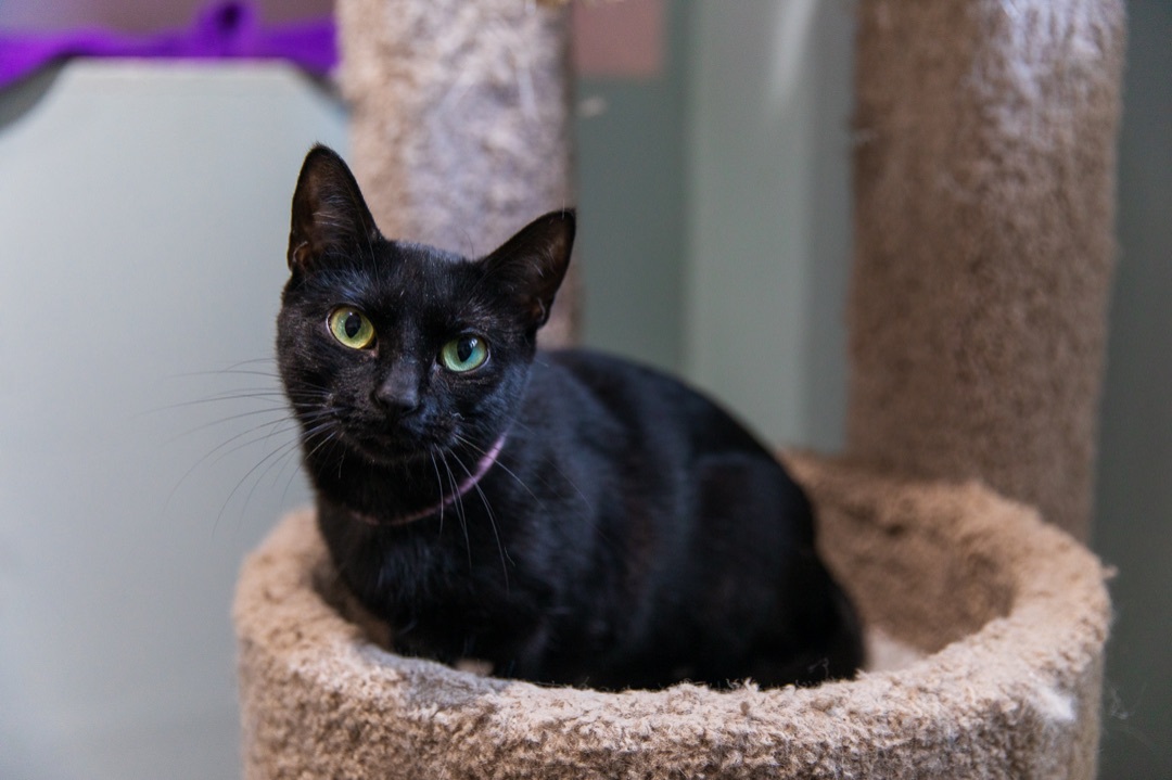 Enlarge Bugs, a Adoptable Bombay in Chicago, IL image 3/8