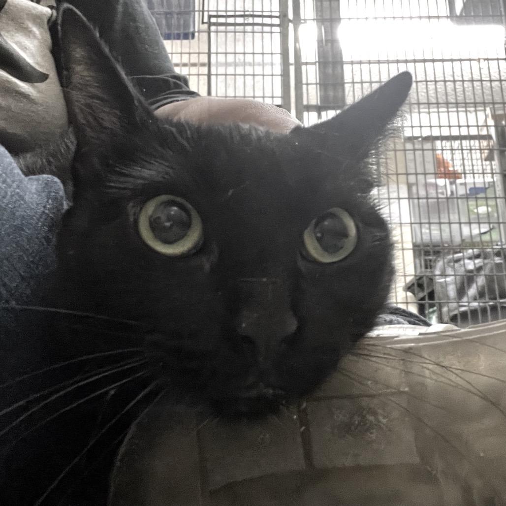 The Midnight Special — thumbnail 2