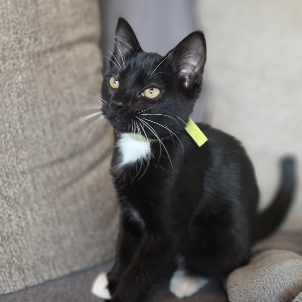 Neolia (green), Adoptable, Kitten Female Domestic Short Hair.