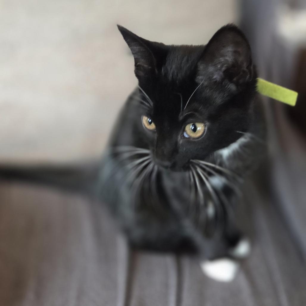 Neolia (green), a Adoptable Domestic Short Hair in Allyn, WA image 2/3