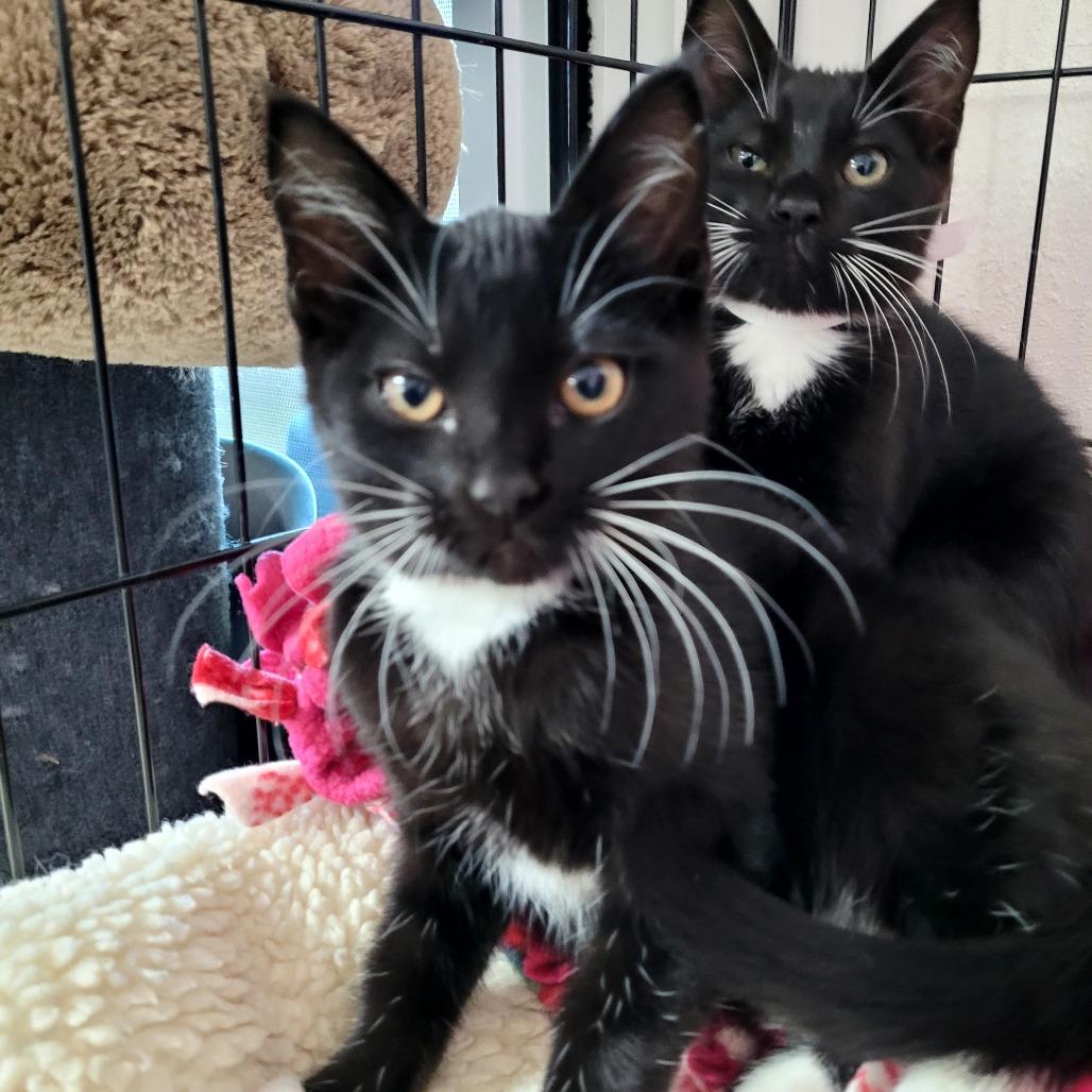 Neolia (green), a Adoptable Domestic Short Hair in Allyn, WA image 3/3