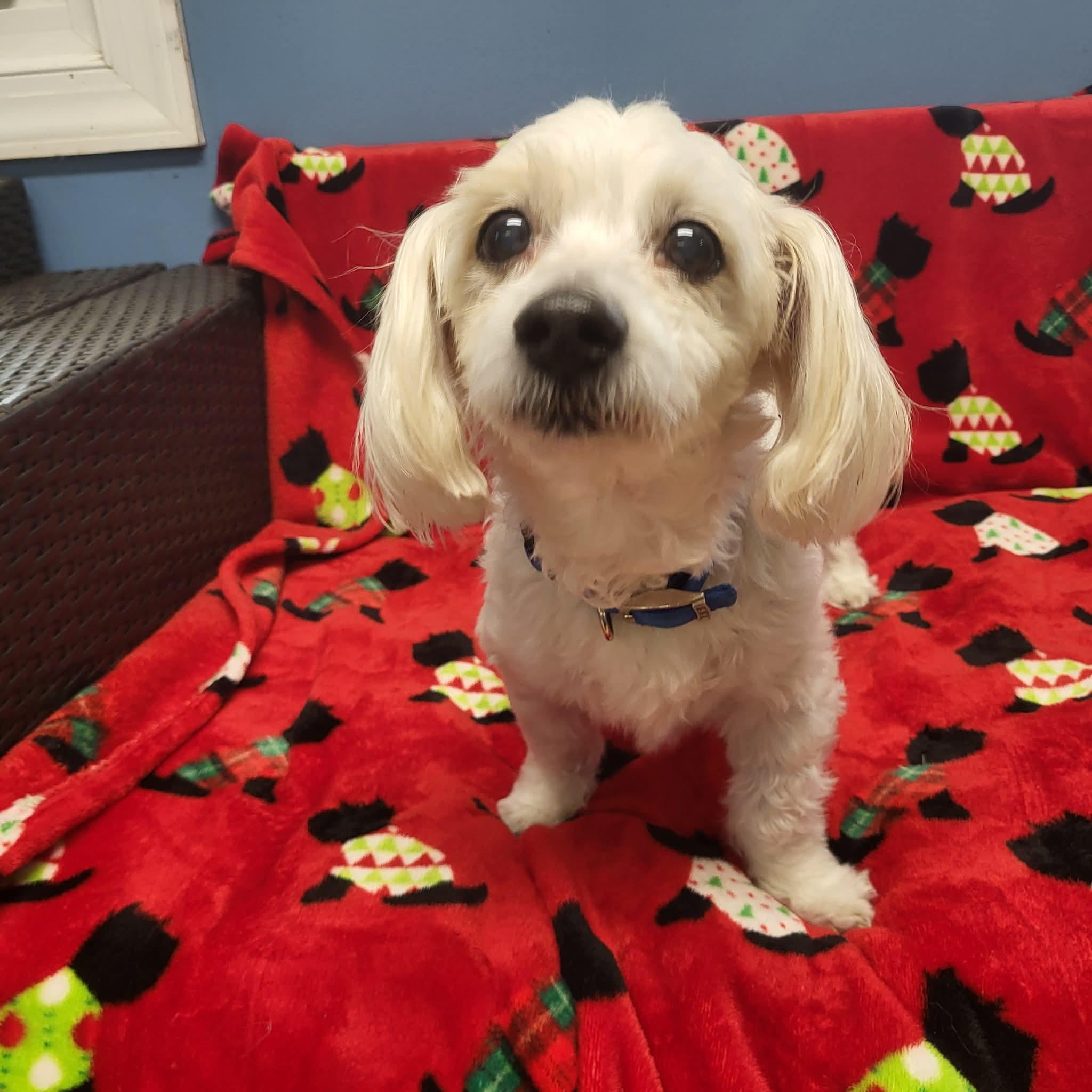 Jake, ADOPTABLE, Senior Male Maltese.