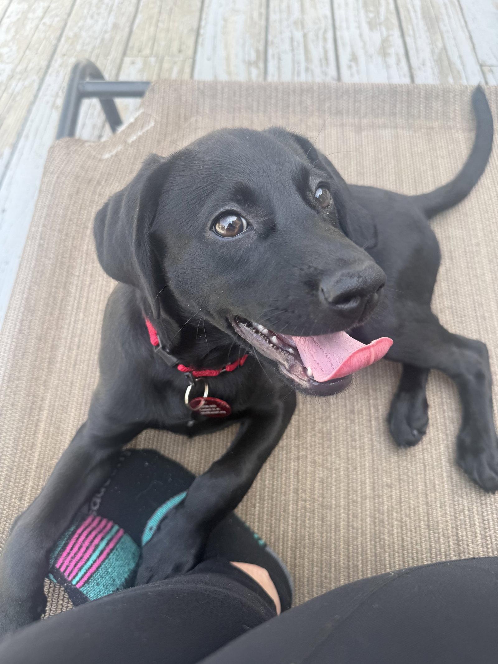 June Bug *LOCAL*, Adoptable, Puppy Female Labrador Retriever.