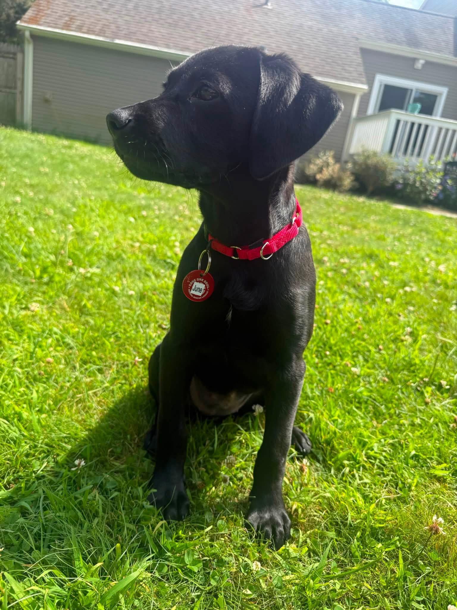June Bug *LOCAL*, a Adoptable Labrador Retriever in Wakefield, RI image 2/3