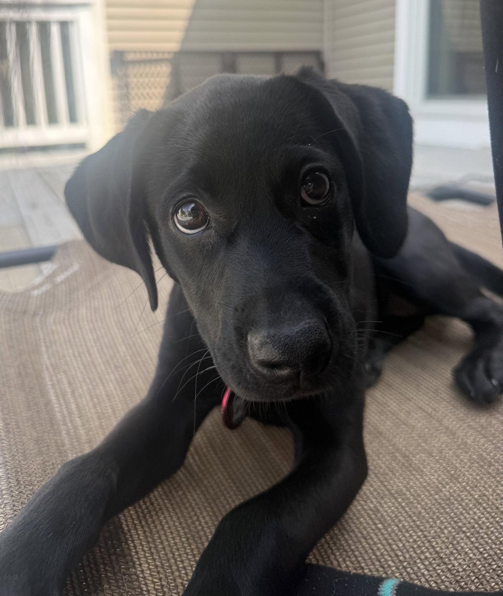 June Bug *LOCAL*, a Adoptable Labrador Retriever in Wakefield, RI image 3/3