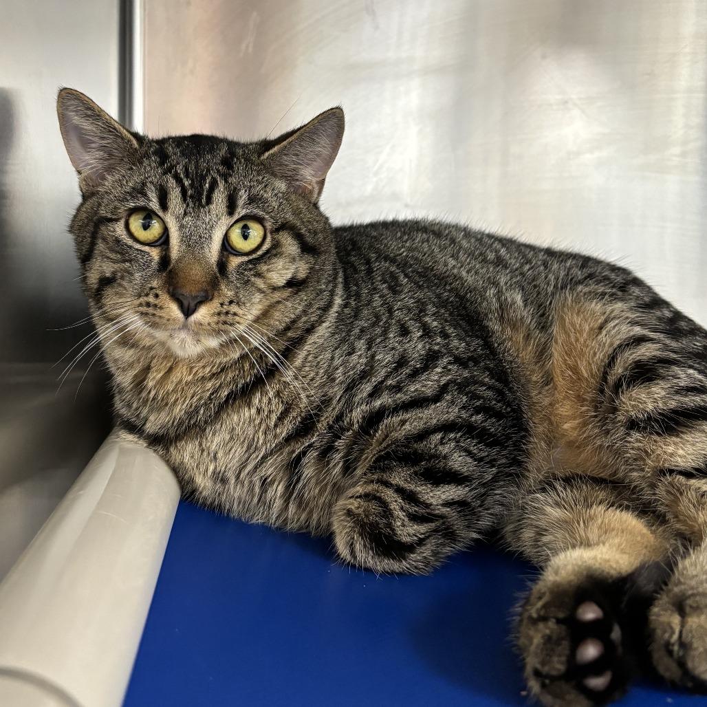 Confetti, a Adoptable Domestic Short Hair in Medford, OR image 1/3