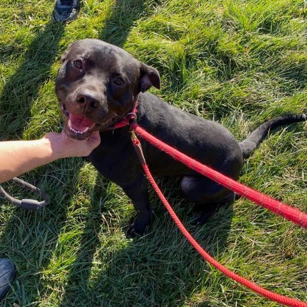 Dog for adoption Jake, a Mixed Breed in Batavia, OH Petfinder