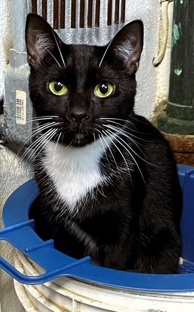 Apple (mom to McIntosh, Pink Lady, Rome, and Honey Crisp (&Fuji/adopted)), ADOPTABLE, Adult Female Domestic Short Hair.