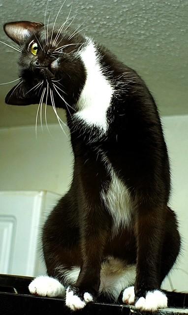 Enlarge Apple (mom to McIntosh, Pink Lady, Rome, and Honey Crisp (&Fuji/adopted)), a ADOPTABLE Domestic Short Hair in Pottstown, PA image 3/3