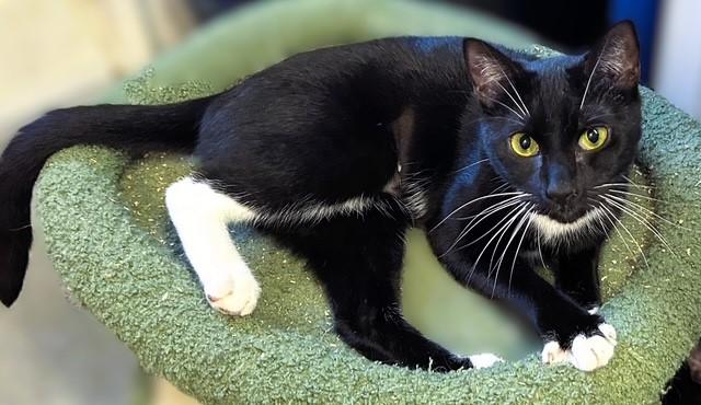 Enlarge Apple (mom to McIntosh, Pink Lady, Rome, and Honey Crisp (&Fuji/adopted)), a ADOPTABLE Domestic Short Hair in Pottstown, PA image 2/3